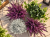 jESIENNE  QUATTRO – 2x wrzos fioletowy Garden Girls®, Calocephalus i bluszcz