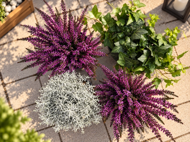 jESIENNE  QUATTRO – 2x wrzos fioletowy Garden Girls®, Calocephalus i bluszcz