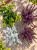 jESIENNE QUATTRO – 2x wrzos fioletowy Garden Girls®, Starzeci bluszcz