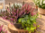 JESIENNE QUATTRO – 2x wrzos fioletowy, czerwony Garden Girls®, Calocephalus i bluszcz