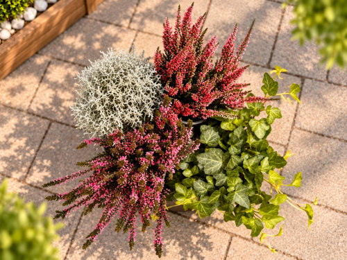 JESIENNE QUATTRO – 2x wrzos fioletowy, czerwony Garden Girls®, Calocephalus i bluszcz