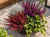 JESIENNE QUATTRO – 2x wrzos fioletowy, czerwony Garden Girls®, Calocephalus i bluszcz