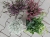 JESIENNE QUATTRO – 2x wrzos fioletowy, czerwony Garden Girls®, Calocephalus i bluszcz