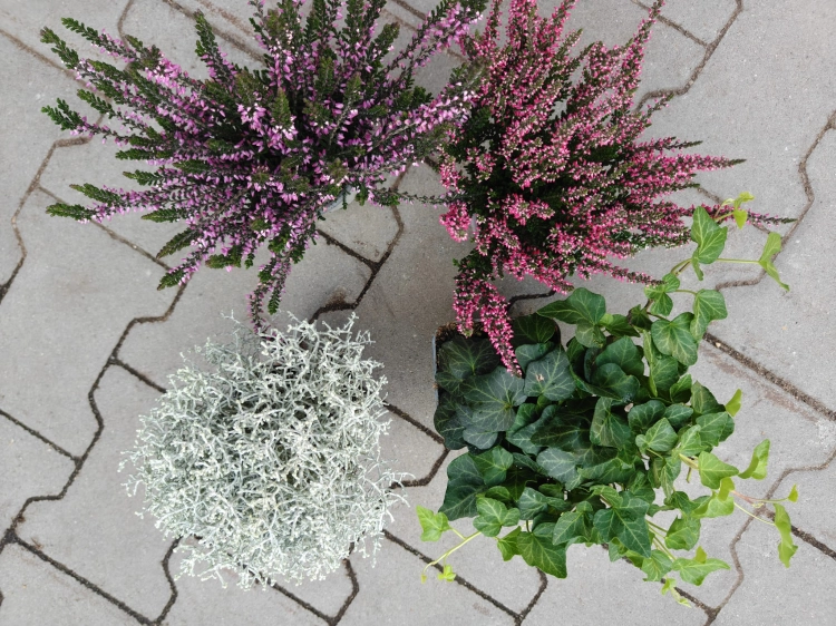 JESIENNE QUATTRO – 2x wrzos fioletowy, czerwony Garden Girls®, Calocephalus i bluszcz