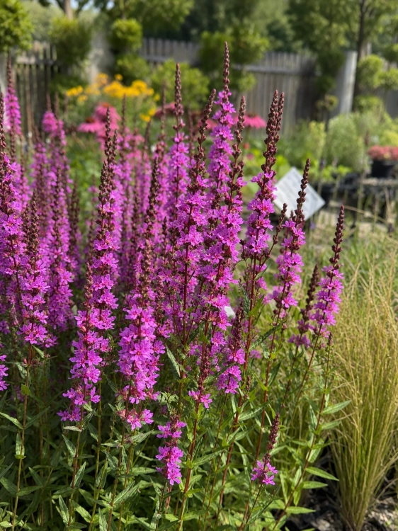 Krwawnica Lilac