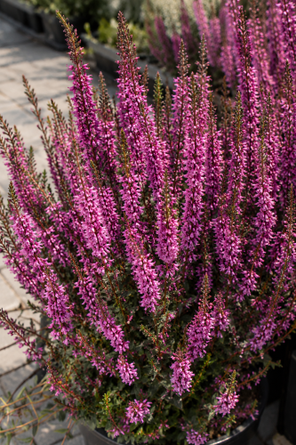 Krwawnica Lilac
