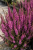 Krwawnica Lilac
