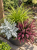 Jesienne TRIO Wrzos Garden Girl, Starzec, Trawa Gold Fountain