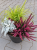 Jesienne TRIO Wrzos Garden Girl, Starzec, Trawa Gold Fountain