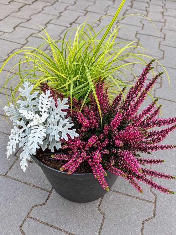 Jesienne TRIO Wrzos Garden Girl, Starzec, Trawa Gold Fountain