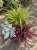 Jesienne TRIO Wrzos Garden Girl, Starzec, Trawa Gold Fountain