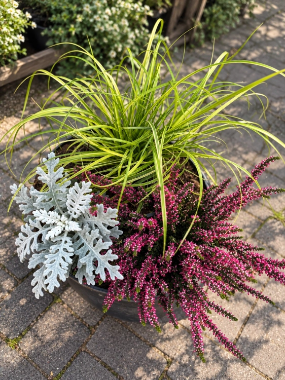 Jesienne TRIO Wrzos Garden Girl, Starzec, Trawa Gold Fountain