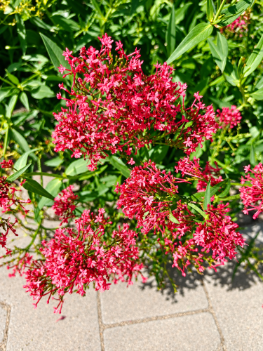 Ostrogowiec czerwony 'Coccineus' ruber