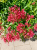 Ostrogowiec czerwony 'Coccineus' ruber