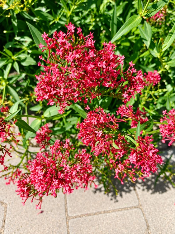 Ostrogowiec czerwony 'Coccineus' ruber
