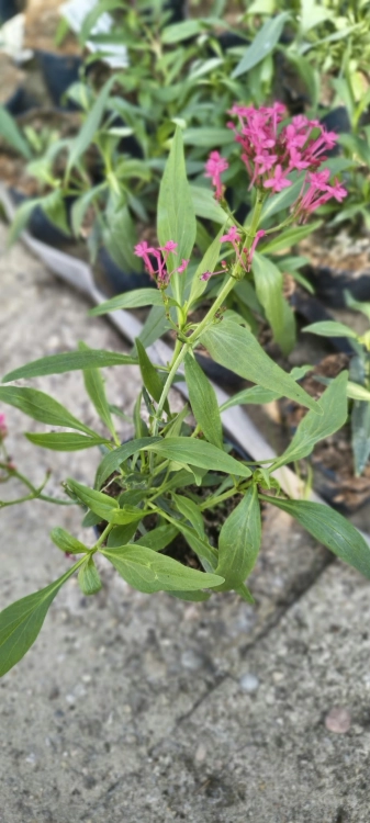 Ostrogowiec czerwony 'Coccineus' ruber