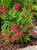 Ostrogowiec czerwony 'Coccineus' ruber
