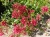 Ostrogowiec czerwony 'Coccineus' ruber