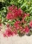 Ostrogowiec czerwony 'Coccineus' ruber