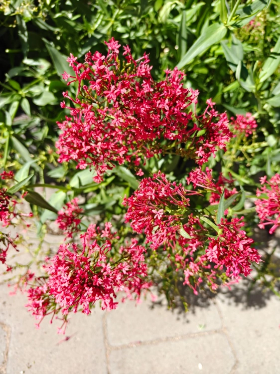 Ostrogowiec czerwony 'Coccineus' ruber