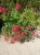 Ostrogowiec czerwony 'Coccineus' ruber