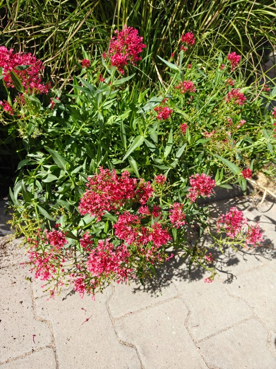 Ostrogowiec czerwony 'Coccineus' ruber