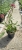 Ostrogowiec czerwony 'Coccineus' ruber