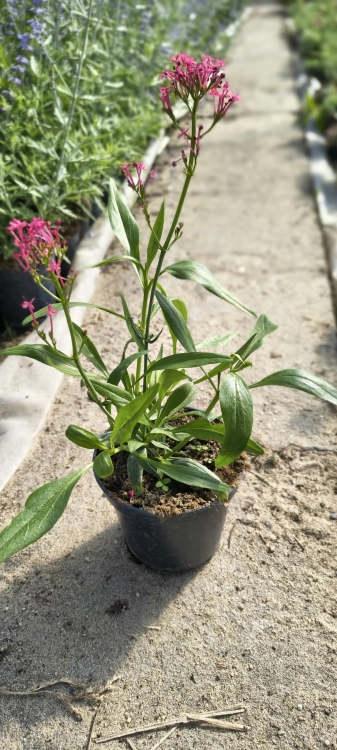Ostrogowiec czerwony 'Coccineus' ruber